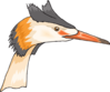 Heron Head Clip Art